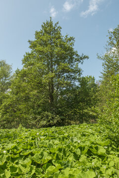 Alnus glutinosa Schwarz-Erle in einer Flu&szlig;aue
