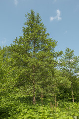 Fototapeta premium Alnus glutinosa Schwarz-Erle in einer Flußaue