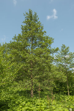 Alnus glutinosa Schwarz-Erle in einer Flu&szlig;aue