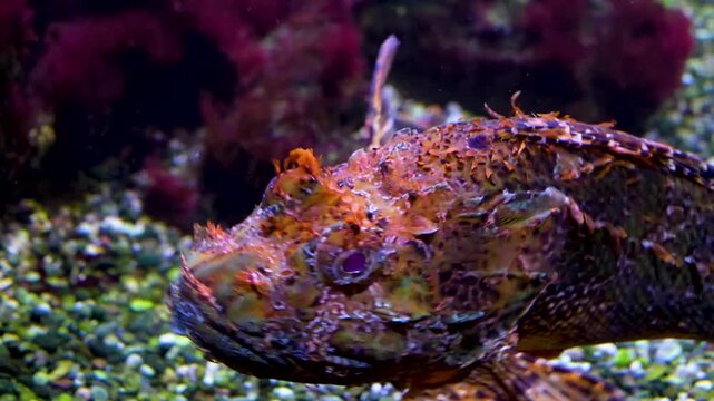 Close up stone fish ghoul resting on the sea ground underwater beside a coral reef.