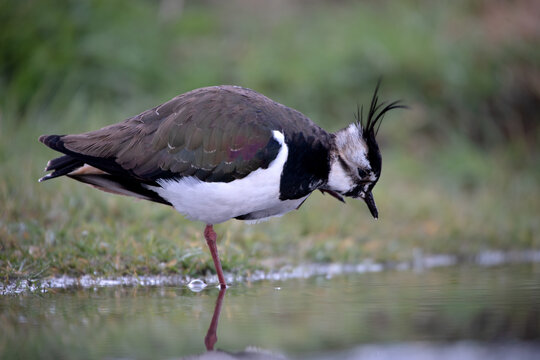 Kiebitz bei Nahrungssuche am Wasser mit Spiegelung,Vanellus vanellus,nat&uuml;rliche Verhaltensaufnahme eines Wiesenvogels,ideal f&uuml;r Umwelt und Tierfotografie