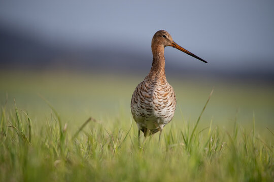 Uferschnepfe seitlich im hohen Gras,Limosa limosa,detailreiche Naturaufnahme mit ruhigem Hintergrund und viel Copyspace