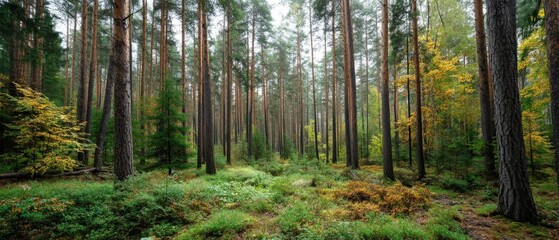 Obraz premium Tall pine trees stand in a forest filled with orange leaves and green plants during autumn. The ground is covered with colorful foliage