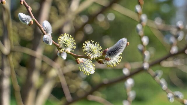 Closeup of Pussy Willow Catkins Blooming in Early Spring Sunlight.