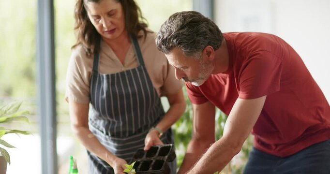 Diverse couple tilting tray, transplanting seedlings into terracotta pots for repotting near window