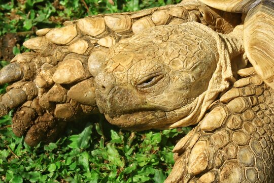 Close-up portrait of a giant Sulcata tortoise showing detailed textured skin and shell patterns under natural sunlight. The image highlights the reptile&rsquo;s facial expression, and natural outdoor