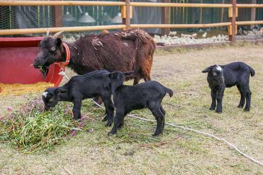먹이를 먹고 있는 흑염소 가족