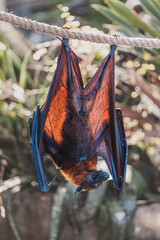 Obraz premium Flying fox hanging from a rope with large wings backlit by sunlight. Nocturnal mammal resting during the day