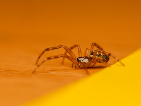 Araign&eacute;e fausse veuve noire Steatoda nobilis en macro lat&eacute;rale sur fond jaune et orange, d&eacute;tail du corps et des yeux, arachnide urbain en gros plan minimaliste
