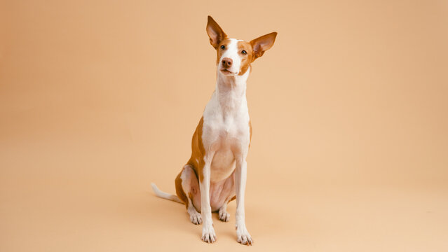 Podenco Canario dog sitting alertly, looking up against a plain tan background illustrating pet ownership and loyalty