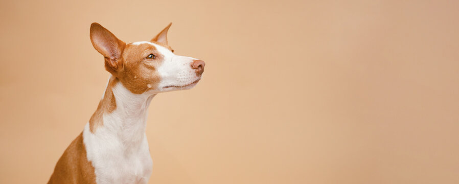 Profile view of an elegant Ibizan Hound dog looking to the side, portraying focus and attention. Copyspace for text