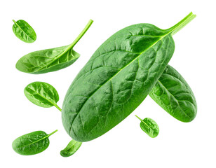 Falling fresh spinach leaves isolated on white background, group of flying green baby spinach with motion for healthy food and smoothie compositing