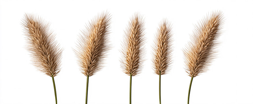 Pennisetum alopecuroides (Fountain Grass) showcased in a clear side view against white background