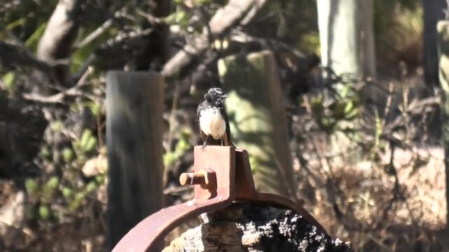 Willie Wagtail on Rust 