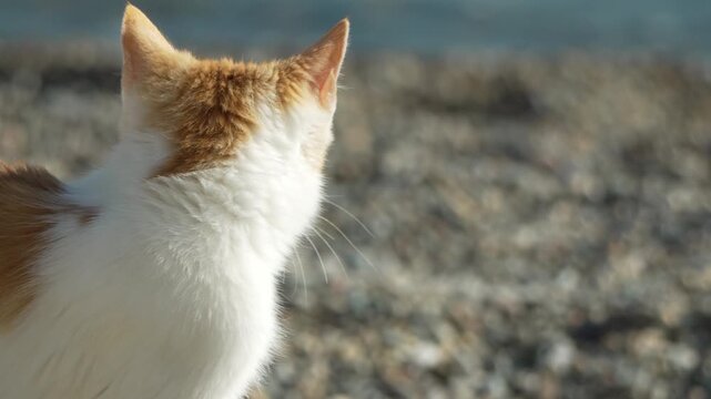 Cat kitten observing a curious white and orange tabby watching the bright outdoor environment with shallow depth of field