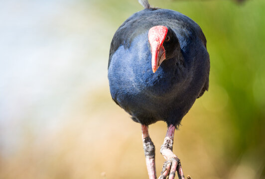 Close up of Pukeko or purple swamphen 