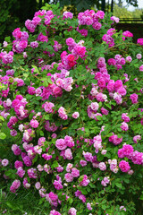 Fototapeta premium Branch of bright purple roses in full bloom growing in summer garden. Romantic floral background with natural light, decorative flowers and green foliage. Spring and nature, gardening, plant breeding.