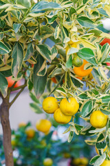 Miniature potted Calamondin citrus tree, Citrus microcarpa with orange fruits growing in garden center greenhouse, flower shop. Tropical plant for indoor gardening and decorative horticulture.