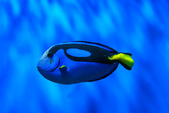 Paracanthurus hepatus, blue tang or blue surgeonfish fish swimming in clear aquarium water with smooth blue background. Fish tank or oceanarium, underwater life, aquatic animal,marine life