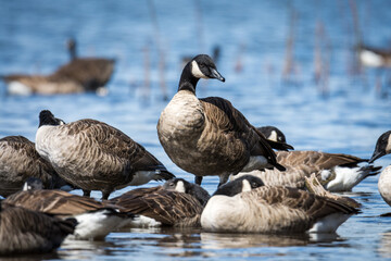 Flock of Canadian geese swimming and preening on lake © Nathan McClunie