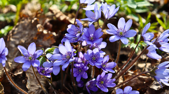 Anemone hepatica ( Hepatica nobilis ) in the forest
Blooming noble liverworts (Hepatica nobilis) in the forest in early spring.