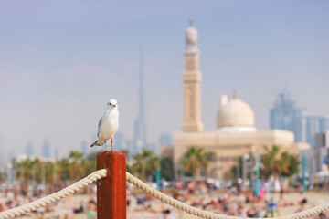 Seagull perching a wooden pole on a vibrant beach, with mosque and skyscrapers dominating the Dubai skyline