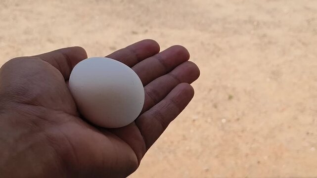Indian or asian poultry business farmer hand holding raw fresh and organic chicken egg isolated on blurred soil background with copy space. Egg industry high cost and price hike concept.