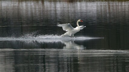 Swan © Horst Krischke