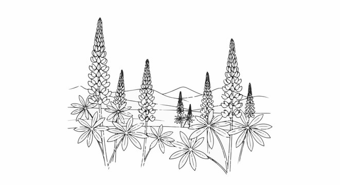 A sketch of tall lupine flowers and their palmate leaves with distant hills