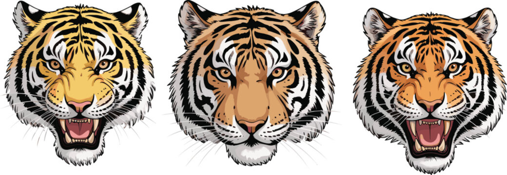 Detailed tiger head illustrations with aggressive snarling expressions, vector animal mascot graphics, wildlife feline icons for creative print designs