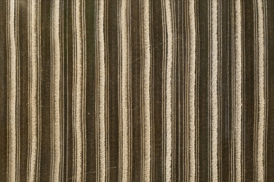 Aerial view of parallel lines of contrasting dark and light agricultural fields create an abstract pattern, Chyhyryns kyi district, Cherkasy Oblast, Ukraine.