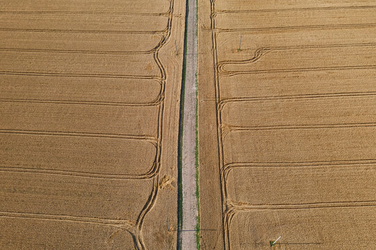 Aerial view of a straight road slicing through golden wheat fields, tire tracks etched like veins across the landscape, Chyhyryns kyi district, Cherkasy Oblast, Ukraine.