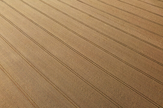 Aerial view of sun-drenched golden wheat field, with parallel tracks etched across the land, highlighting the textures and patterns of agriculture, Chyhyryns kyi district, Cherkasy Oblast, Ukraine.