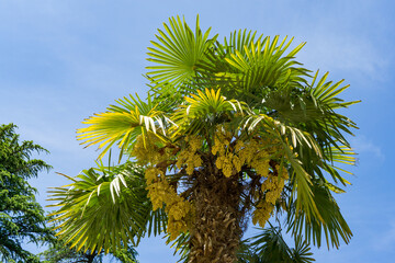Chinese windmill palm (Trachycarpus fortunei) or Chusan palm with vibrant green and yellow fronds, adorned with clusters of yellow flowers in Riviera Park in Sochi © MarinoDenisenko