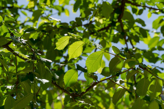 Close-up view of vibrant green leaves on Ulmus minor or field elm tree, illuminated by sunlight. Leaves are detailed with visible veins, highlighting the lushness of nature in Riviera Park in Sochi