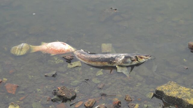 Dead fish in the pond, carp and cat fish. Vietnamese fish farming