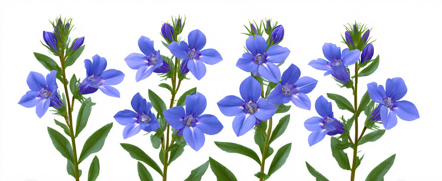Vibrant set of blue trailing lobelia flowers on a pristine white background ideal for designs