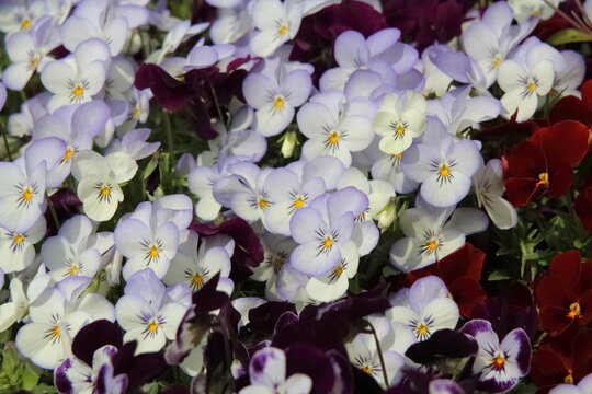 ビオラの花畑