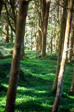 Sunlight filtered through the trees and fell on the carpet-like grass.