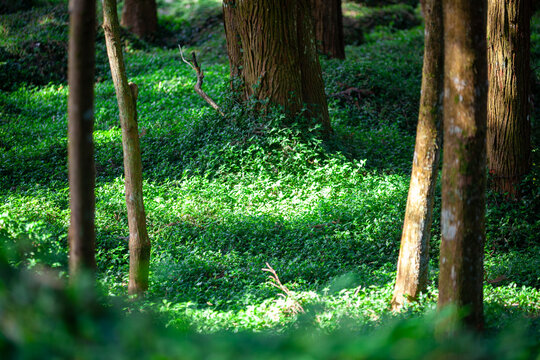 Sunlight filtered through the trees and fell on the carpet-like grass.