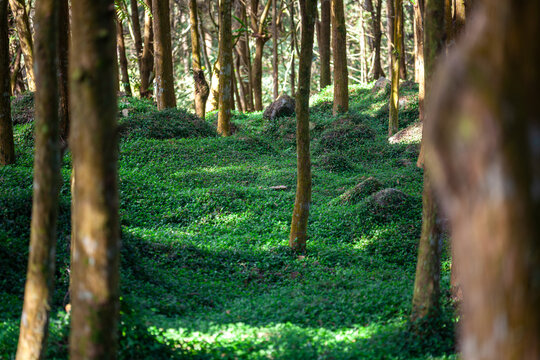 Sunlight filtered through the trees and fell on the carpet-like grass.