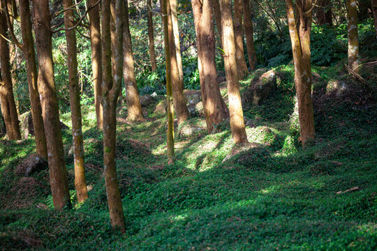 Sunlight filtered through the trees and fell on the carpet-like grass.