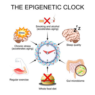 The epigenetic clock. Biological age