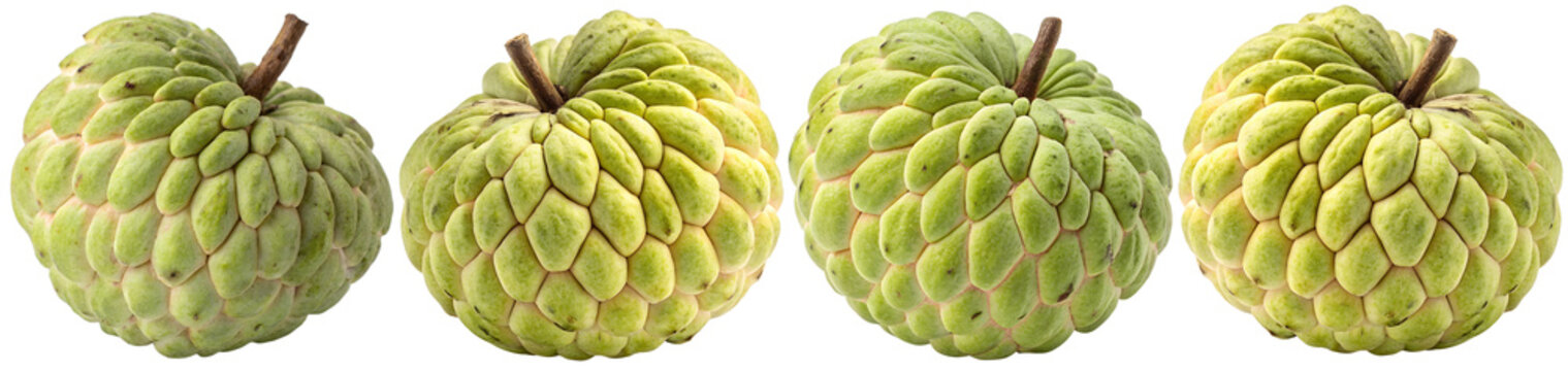 Four fresh green custard apples, or sugar apples, isolated on a transparent background.