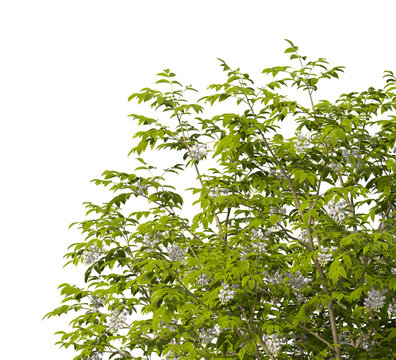 white Flowering shrub branch isolated on transparent background. Flowering tree branch with white flowers isolated on transparent background PNG. PNG Flower tree branch isolated on white background.