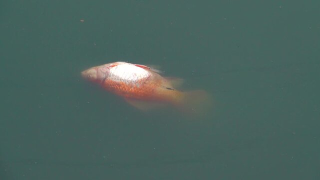 Dead fish in the pond, carp. Vietnamese fish farming