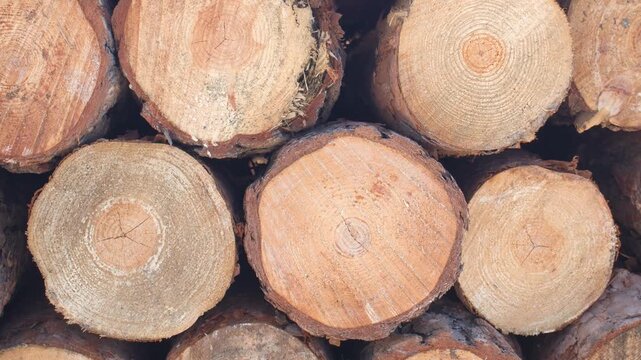 stack of firewood