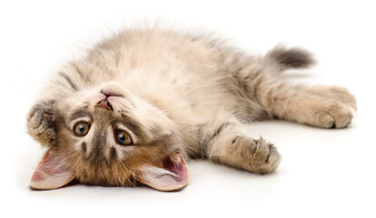 Grey tabby kitten lying on its back isolated on white background