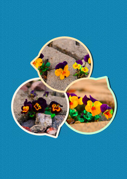 colage with flower