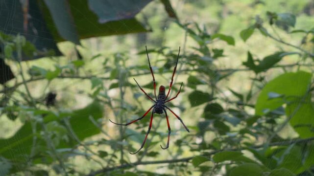 Macro view showing back of red legged spider on golden web in Madagascar jungle